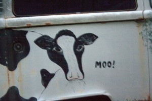 moo van marshall nc