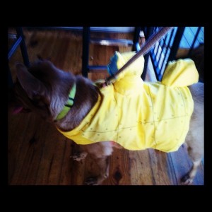 radar yellow submarine dog costume