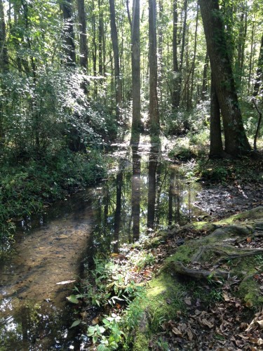 God's Acre Healing Springs in Blackville, South Carolina • The April Blake