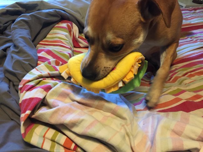 ernesto's fish taco dog toy