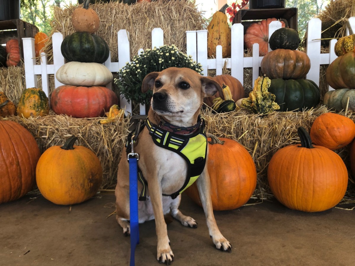 Meatloaf the dog at a the South Carolina Farmers Market pumpkin patch