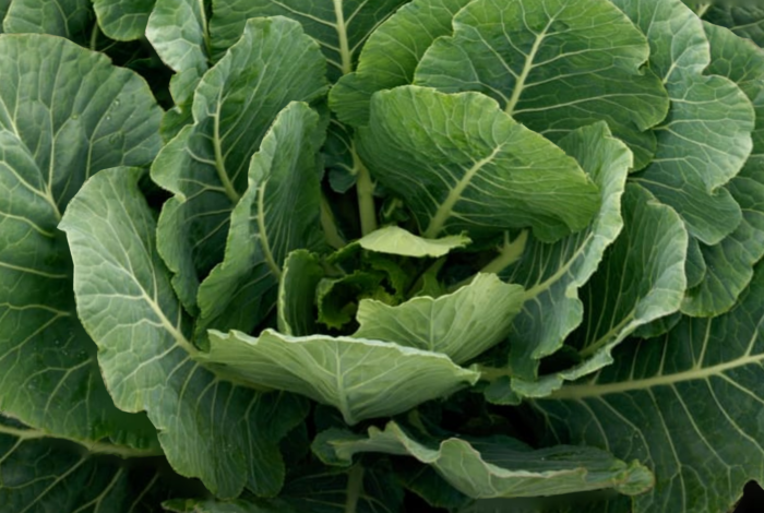 Brown Butter Collards - The April Blake