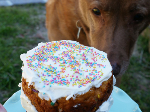 dogs eating birthday cake
