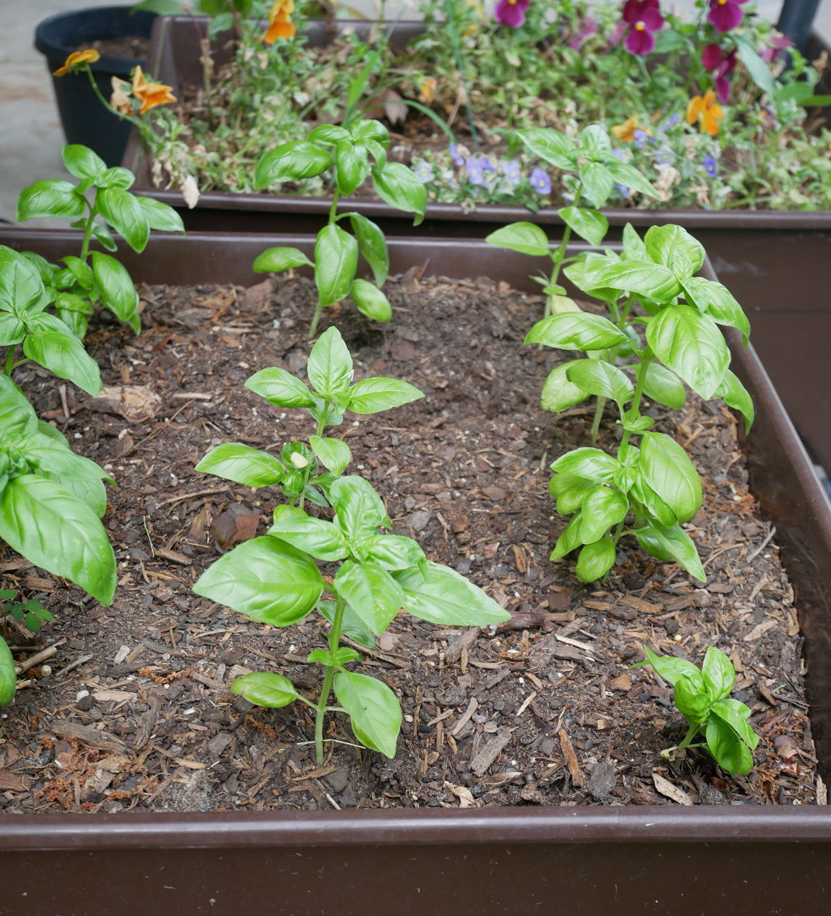 Basil and pansies